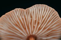 Mycelium groeit uit tot serieus interieurmateriaal