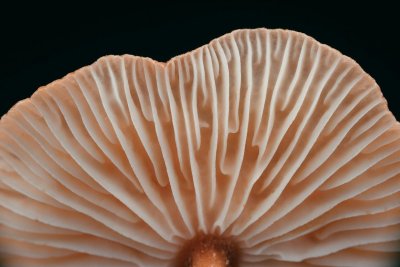 Mycelium groeit uit tot serieus interieurmateriaal