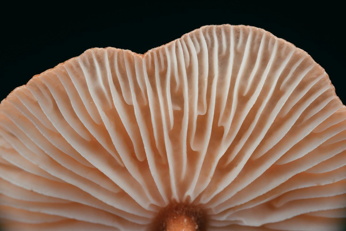 Mycelium groeit uit tot serieus interieurmateriaal